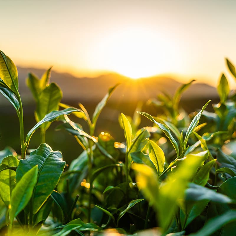 Eco-friendly to support sustainability initiatives