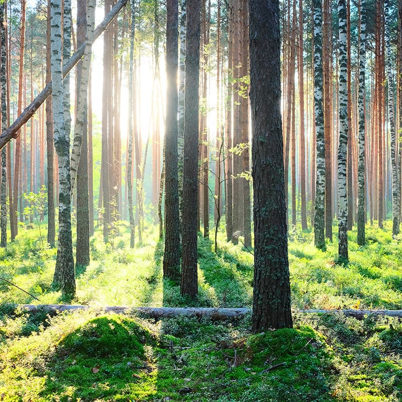 Supports organizational sustainability goals