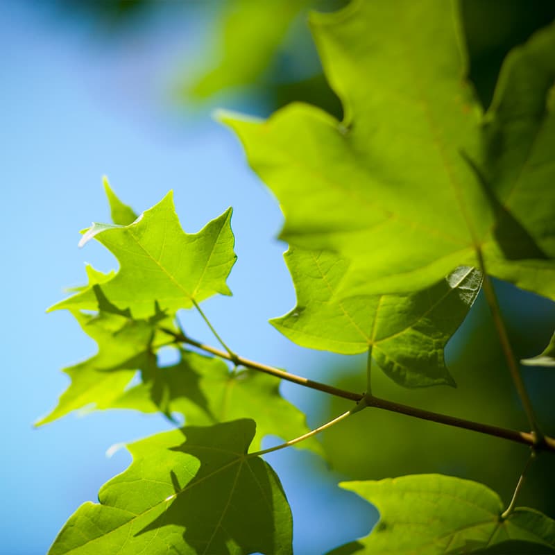 Meets sustainability goals & government compliance