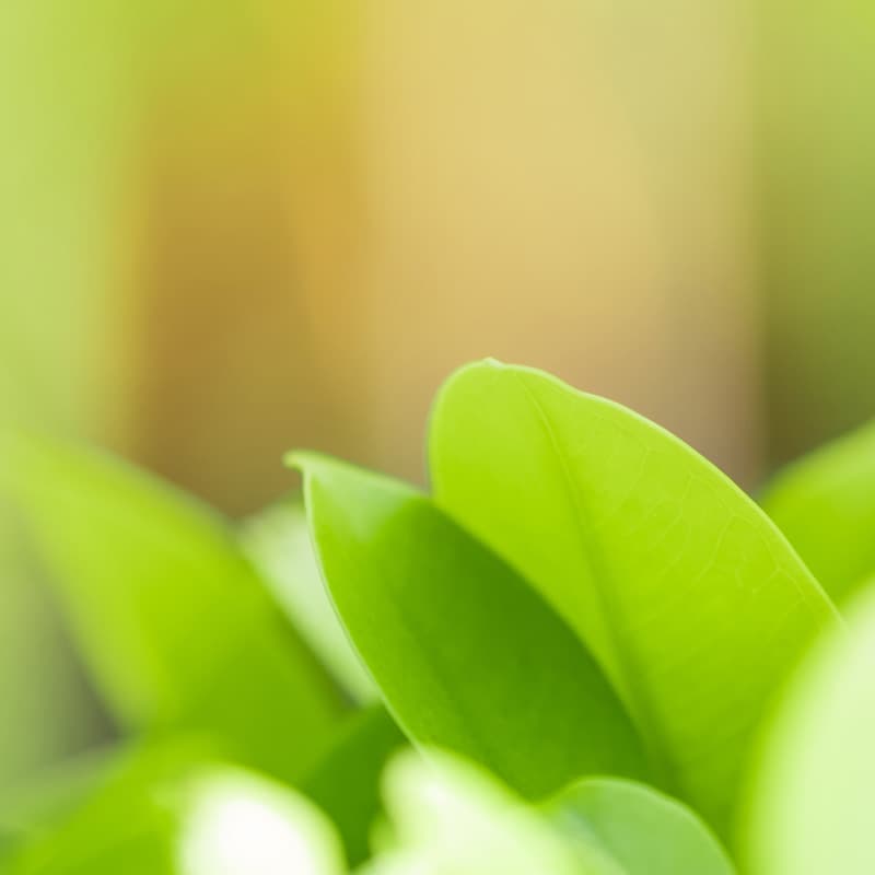 Faire des choix judicieux, être respectueux de l'environnement