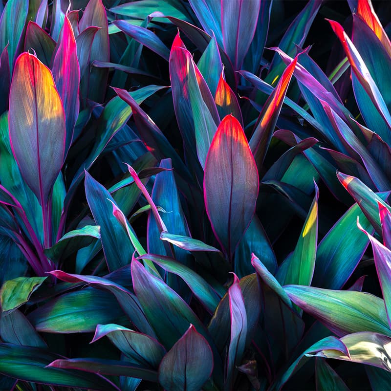 Empower your team and impress your clients